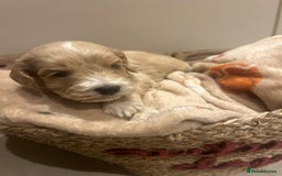 Mixed Breed dogs for sale: BEAUTIFUL PUPPIES - Cockapoo x Sproodle  - Image 16
