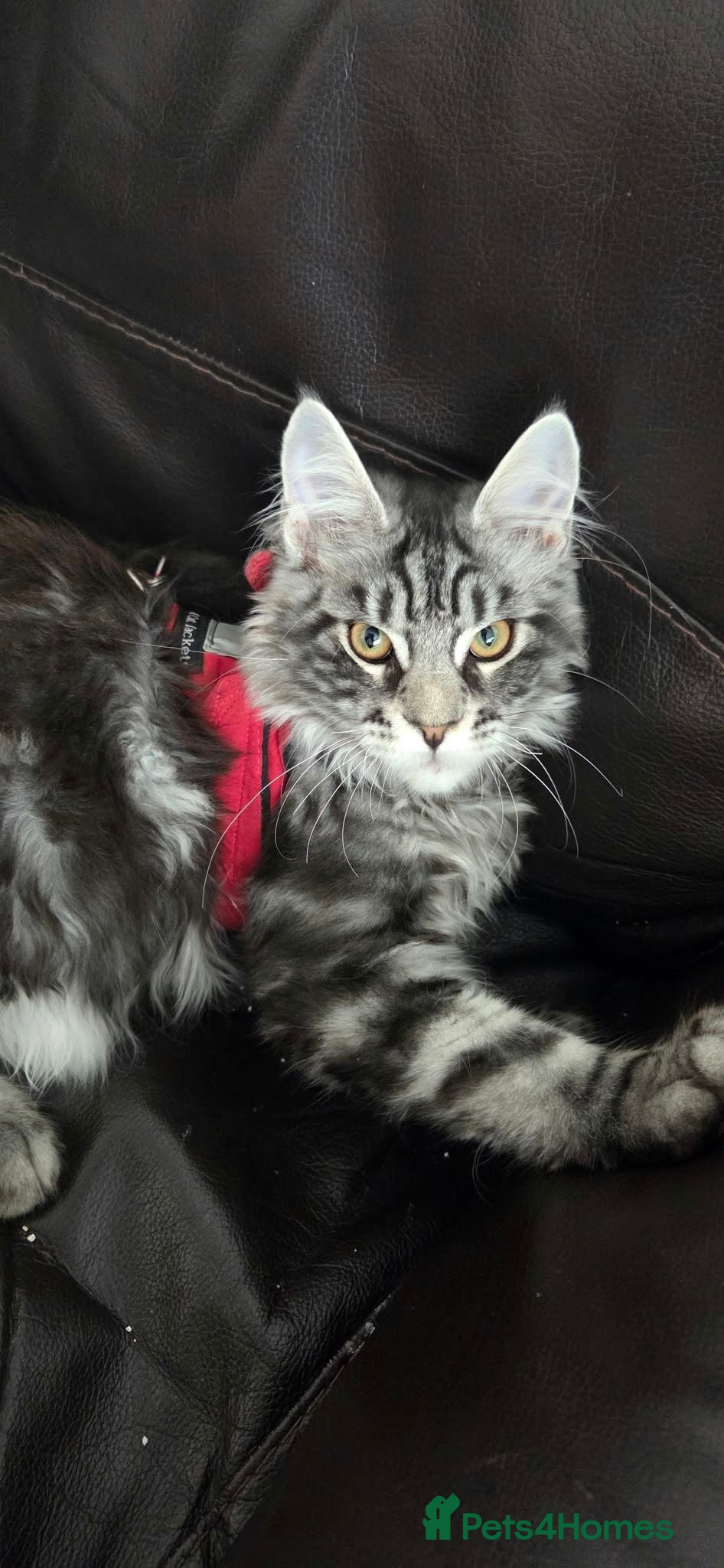 Maine Coon cats Large mainecoon kittens looking for forever homes  - Advert 5