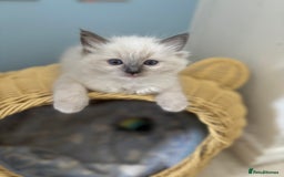 Ragdoll cats for sale:  gccf blue mitted girl champion lines 1 left  - Image 16