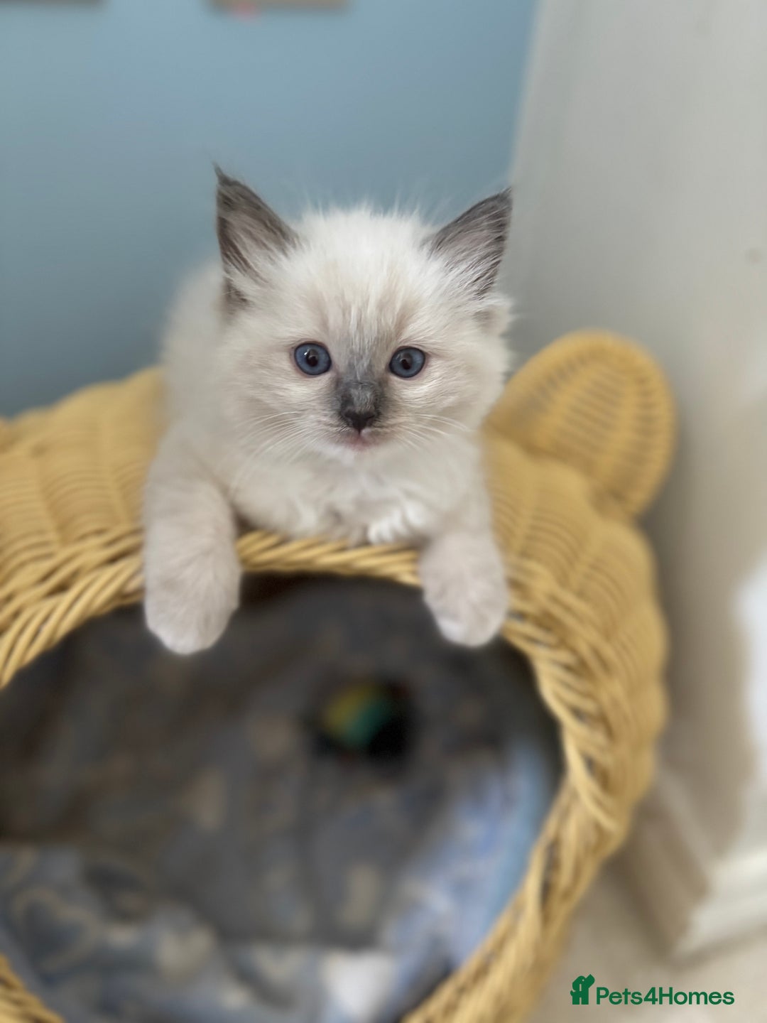 Ragdoll cats for sale:  gccf blue mitted girl champion lines 1 left  - Image 16