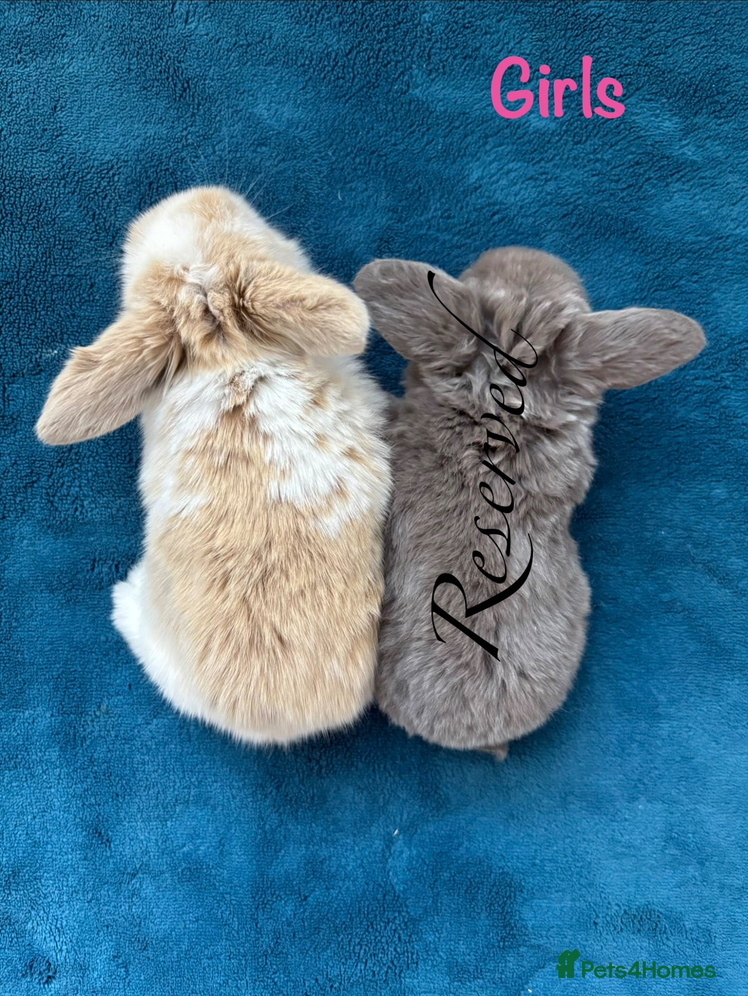 Mini Lop rabbits Baby Mini Lops Ready 17/09 - Advert 2