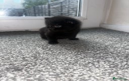 British Shorthair cats for sale: Three black kittens for sale  - Image 8