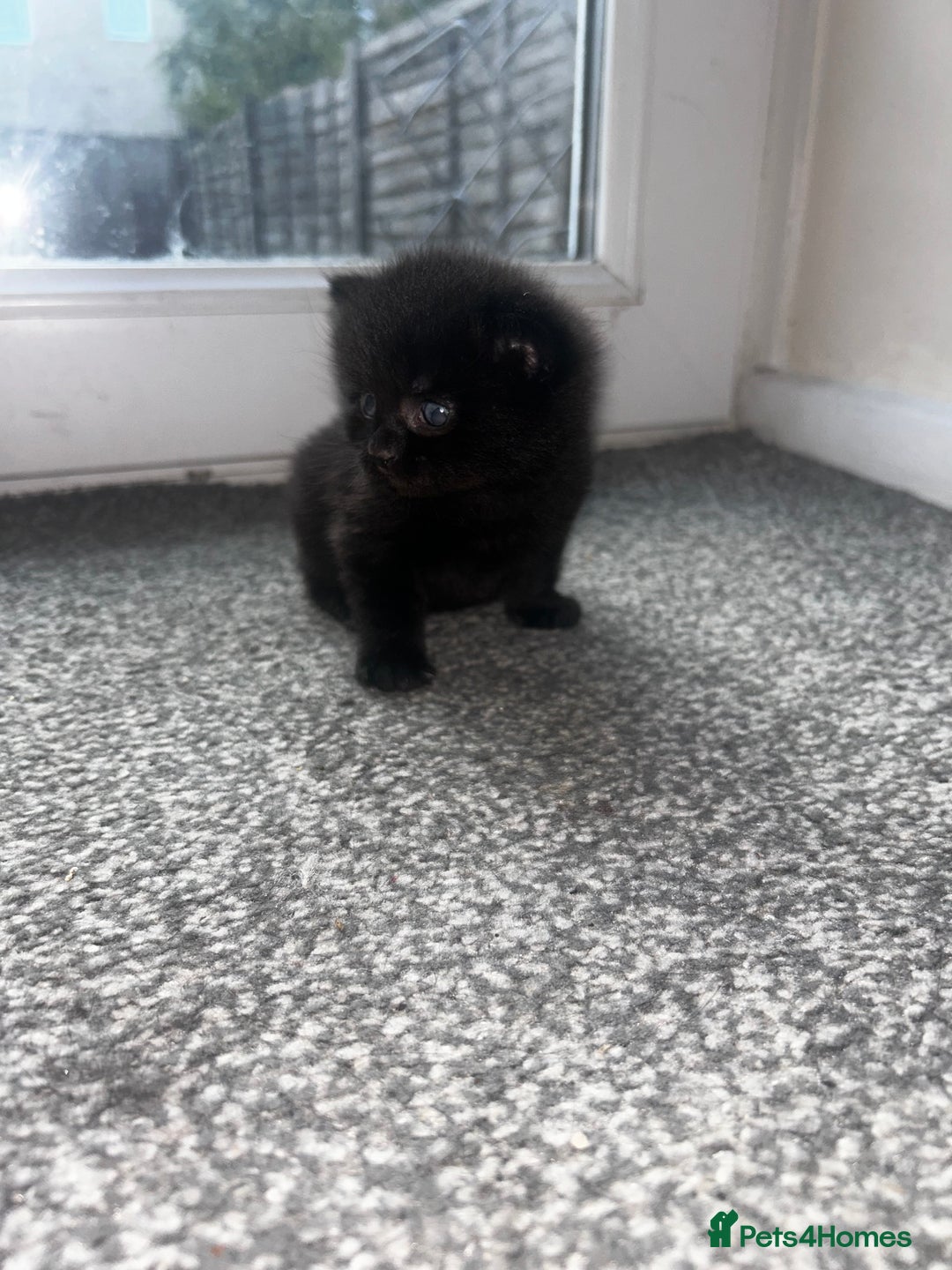 British Shorthair cats for sale: Three black kittens for sale  - Image 8
