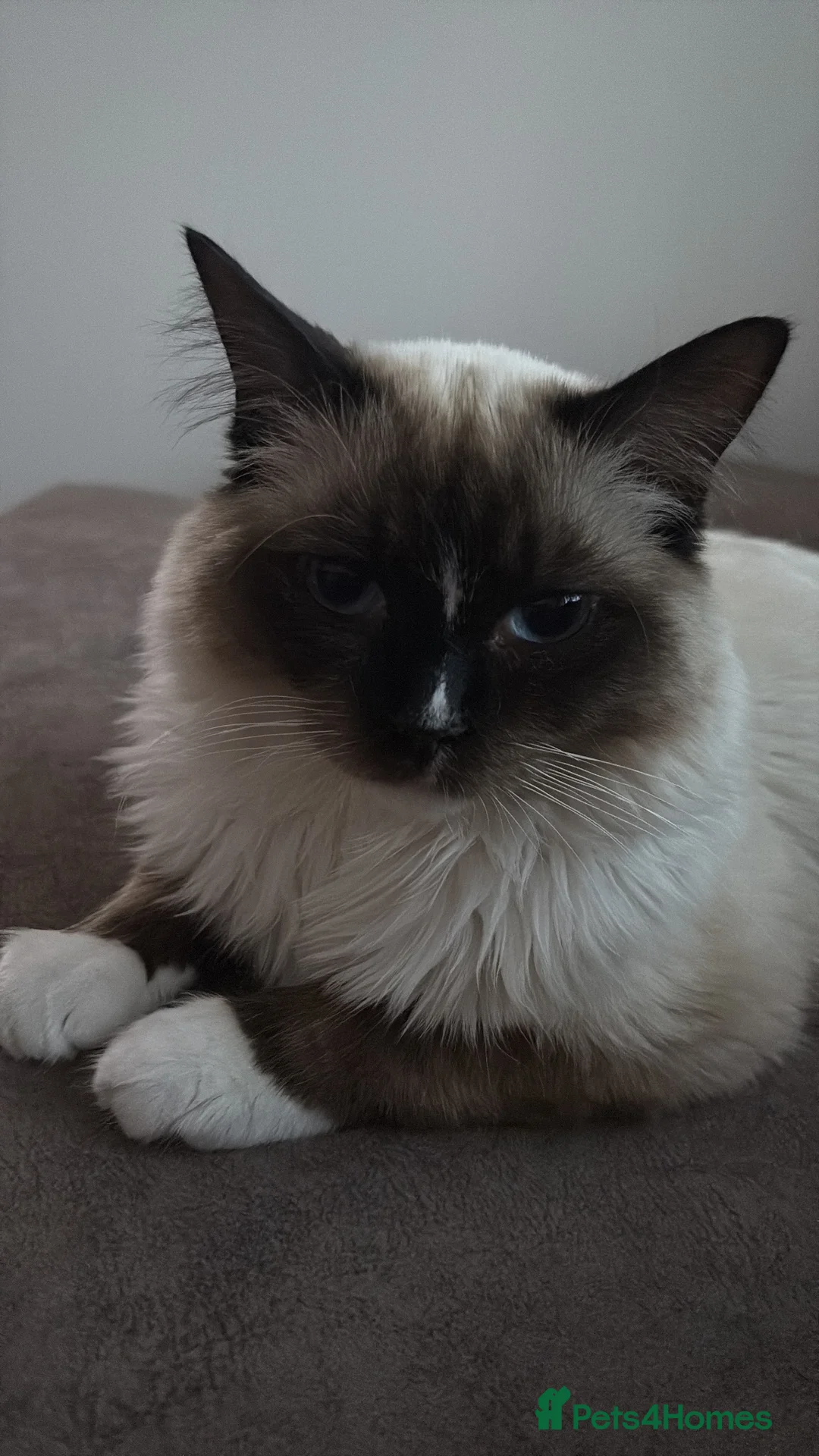 Ragdoll cats for sale: Male ragdoll for sale  - Advert 2