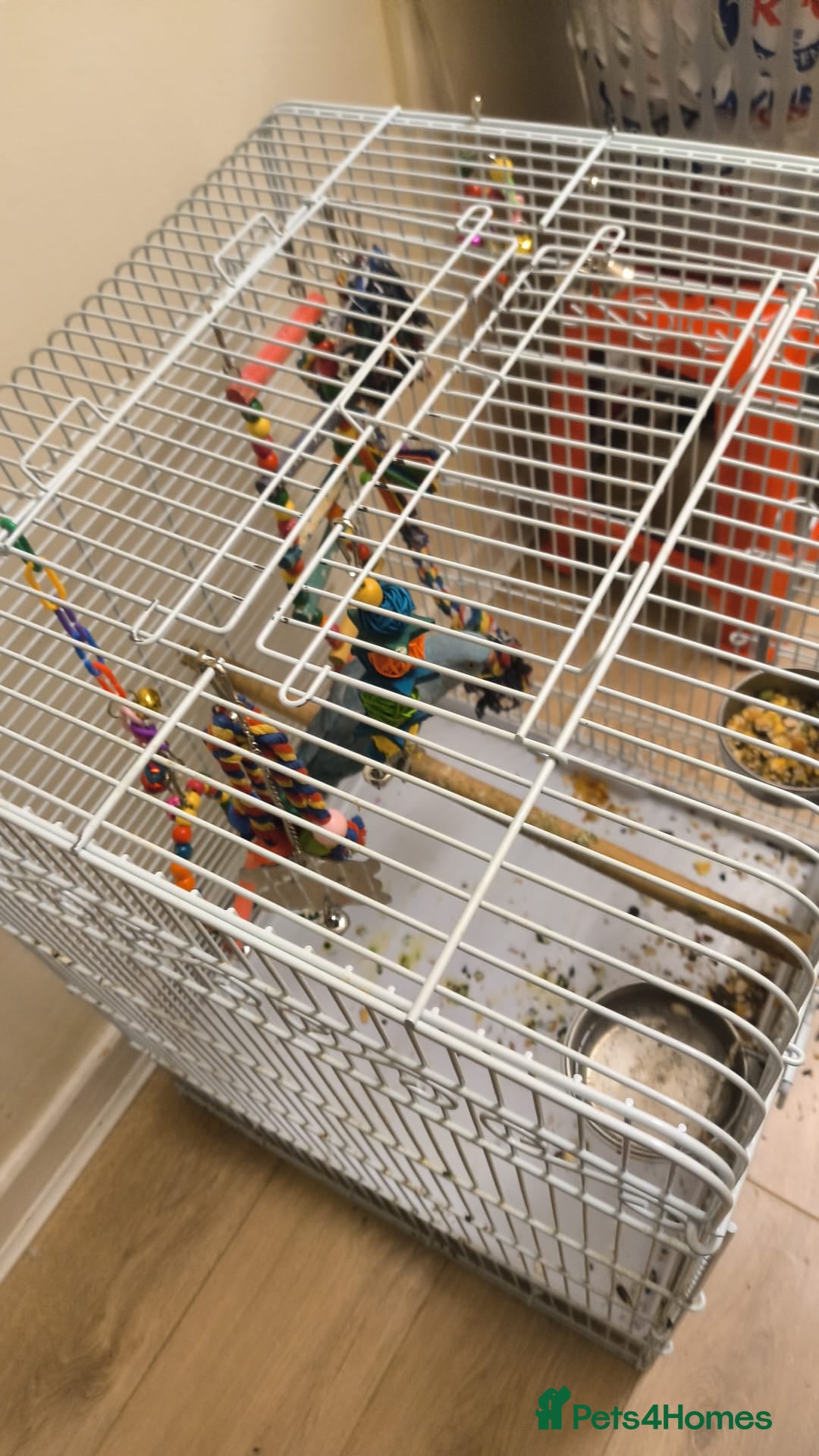 Parrots birds for sale: Girls - Advert 2