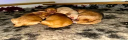 Cockapoo dogs for sale: Exceptional family pets top quality cockapoo’s - Advert 7
