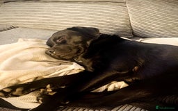 Mixed Breed dogs for sale: Black Lab/Staffy - Image 13