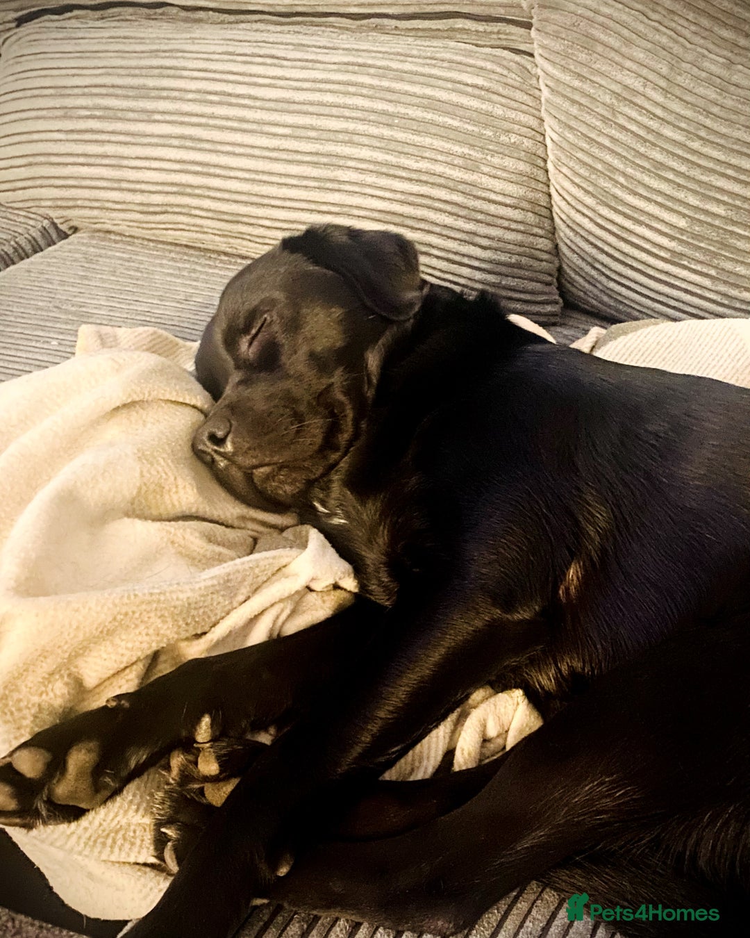 Mixed Breed dogs for sale: Black Lab/Staffy - Image 13