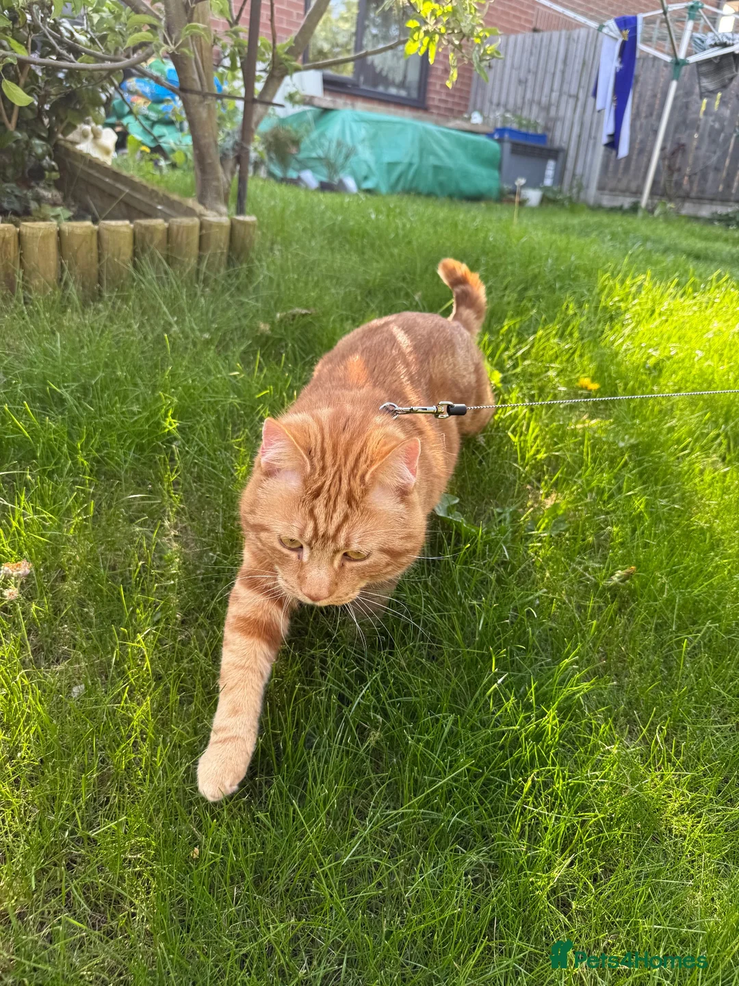 Domestic Shorthair cats for sale: Domestic shorthair  in Leeds - Advert 2