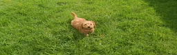 Cockapoo dogs for sale: Ready now- F1b Miniature Cockapoo Pup Charlie  - Advert 13