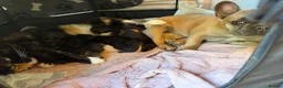 British Shorthair cats for sale: British shorthair/calico kittens in Southampton - Advert 11