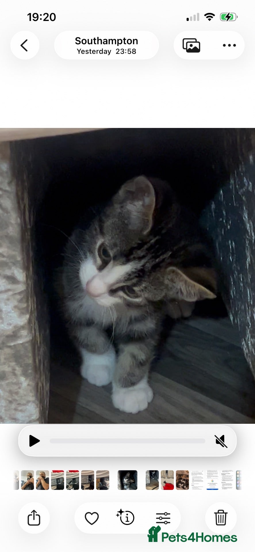 Mixed Breed cats 3 BEAUTIFUL KITTENS READY FOR FOREVER HOMES - Advert 1