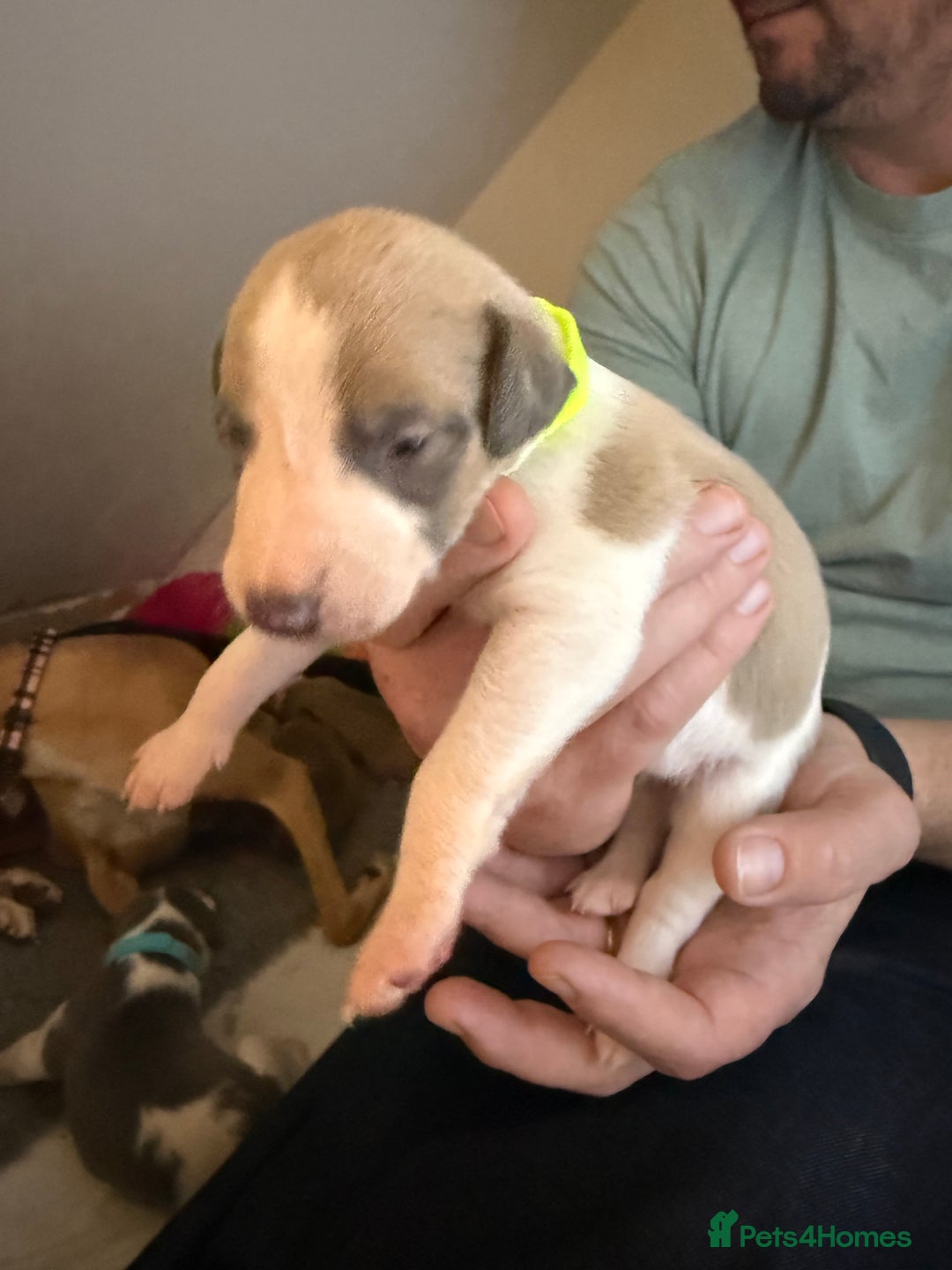 Whippet dogs for sale: Beautiful pedigree whippet puppies - Cornwall - Advert 4