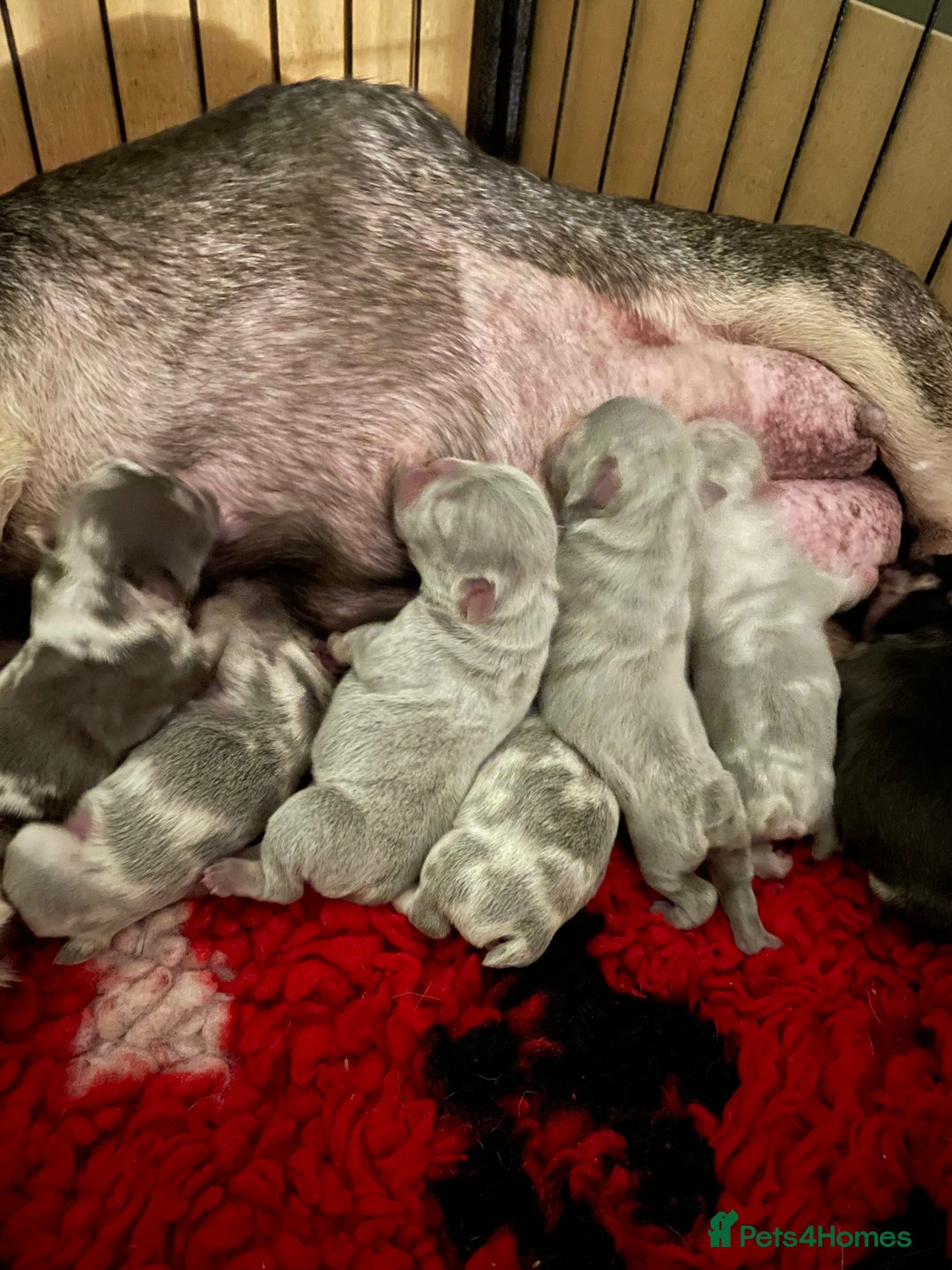 French Bulldog dogs for sale: Beautiful Merle French bulldogs  - Advert 8