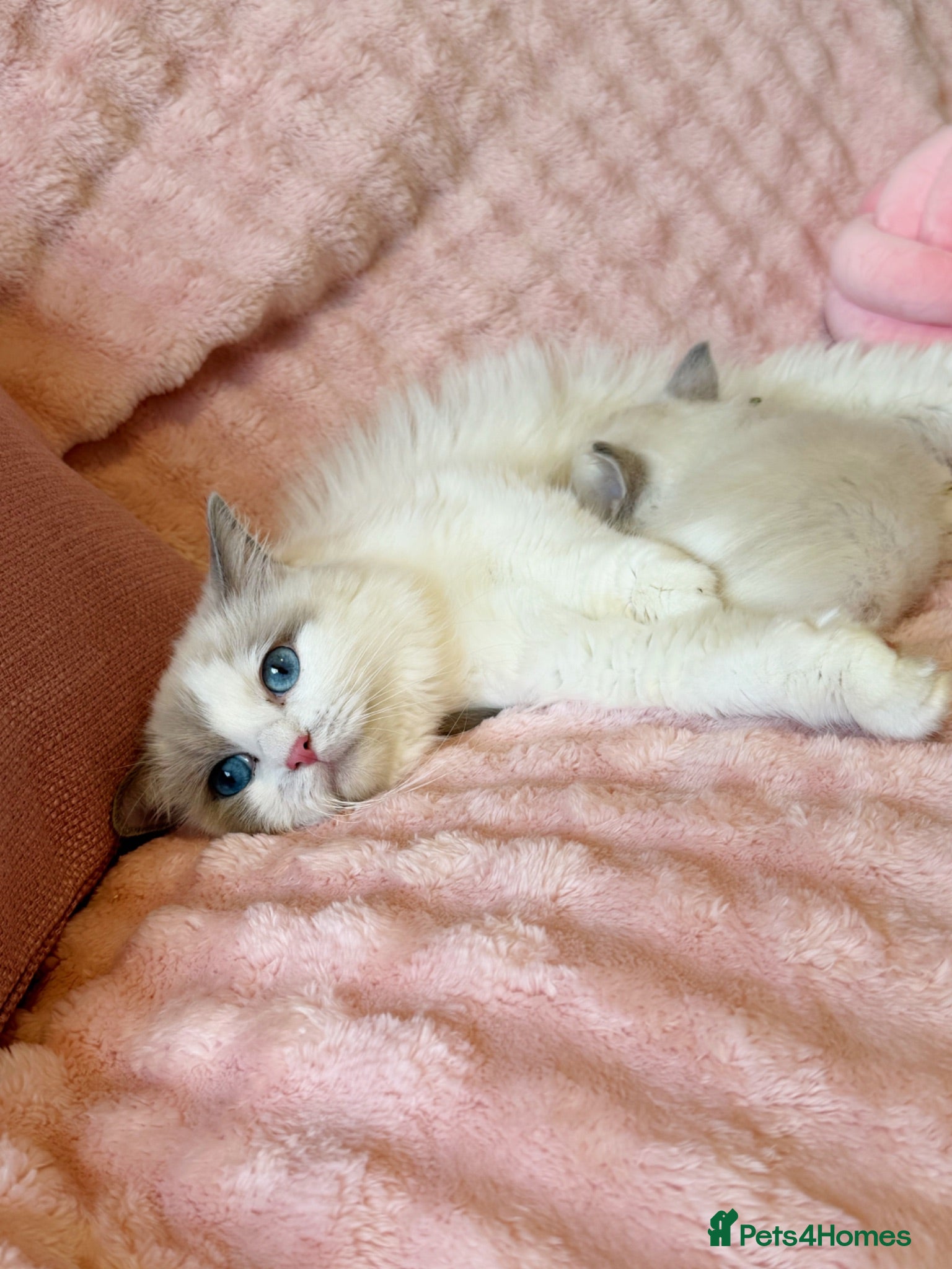 Ragdoll cats ✨ Exceptional Ragdoll Kittens Ready to Reserve ✨ - Advert 2