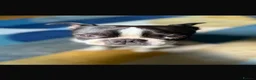 Boston Terrier dogs for stud: Bolt - beautiful temperament- great markings in St Albans - Advert 1