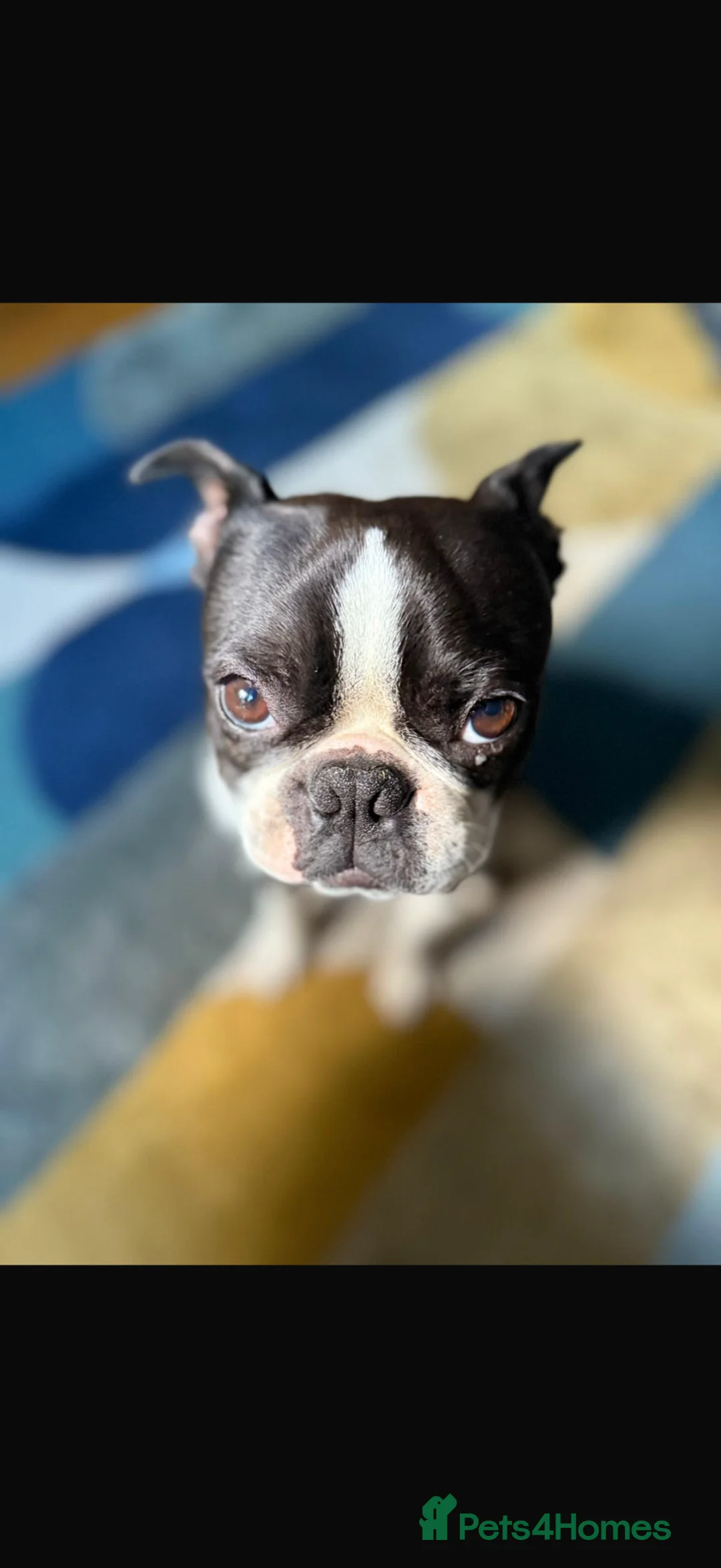 Boston Terrier dogs for stud: Bolt - beautiful temperament- great markings in St Albans - Advert 1