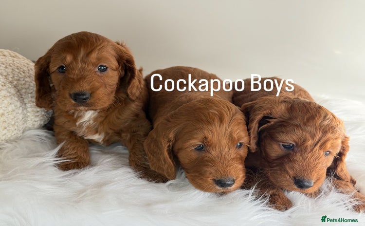 Cockapoo dogs - Advert 5