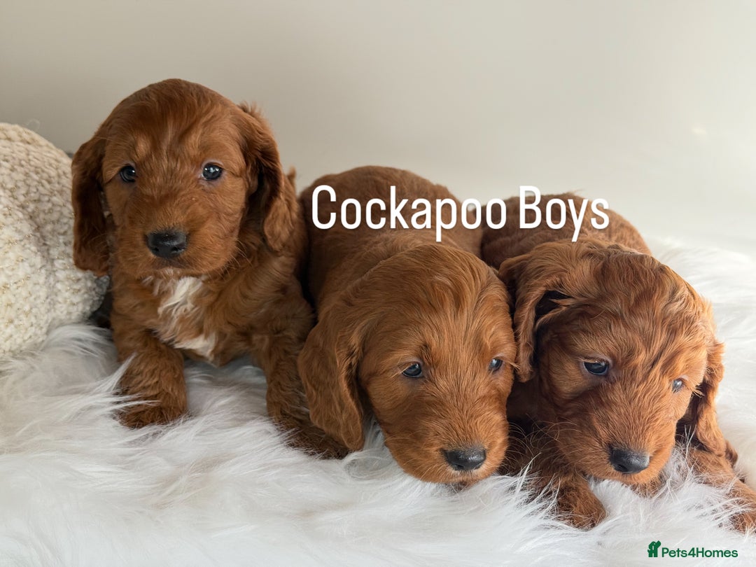 Cockapoo dogs for sale: Deep Dark Red Cockapoo’s  - Image 1