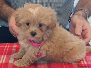 Maltipoo dogs Maltipoo puppies - Advert 1