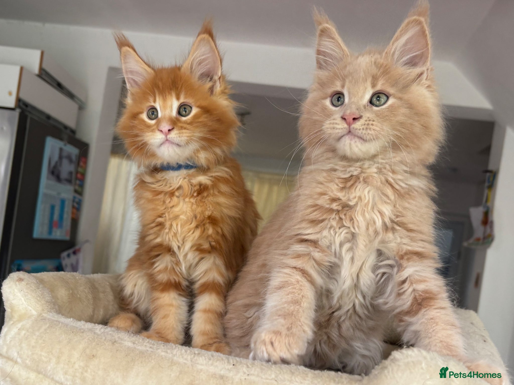 Maine Coon cats TICA Reg Maine Coon Kittens Ginger Red Cream - Advert 3