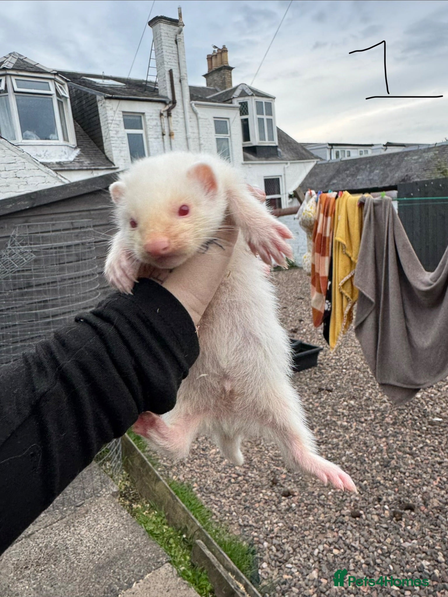 Ferret rodents Hobs  - Advert 2
