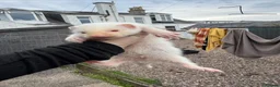 Ferret rodents for sale: Hobs  - Advert 1