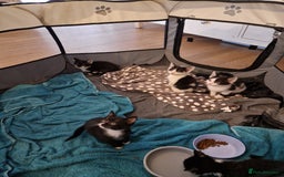 Mixed Breed cats for sale: £50 for a pair READY NOW 8 week old kittens - Image 13