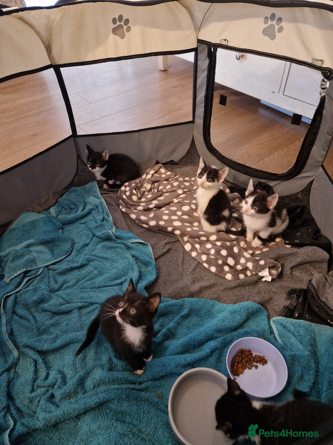 Mixed Breed cats for sale: £50 for a pair READY NOW 8 week old kittens - Image 13