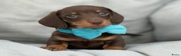 Miniature Dachshund dogs for stud: 🌟KC Registered Silver Dapple Miniature Dachshund - Advert 9