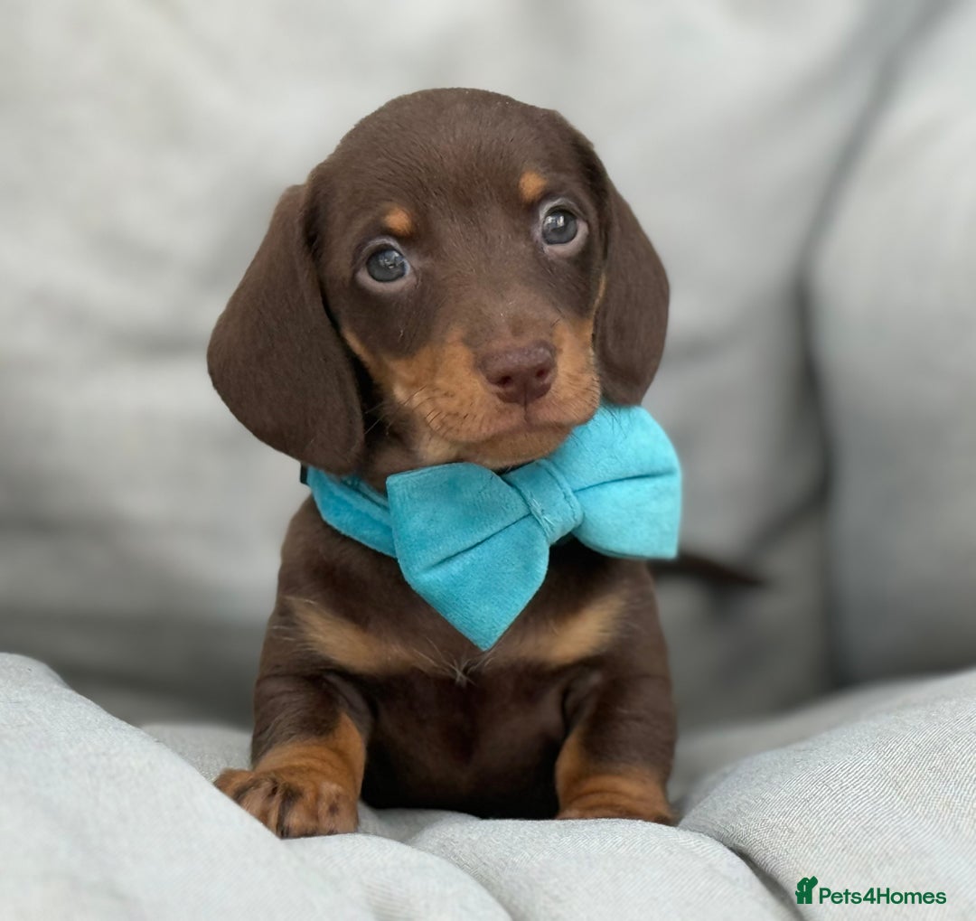 Miniature Dachshund dogs for stud: 🌟KC Registered Silver Dapple Miniature Dachshund - Advert 9