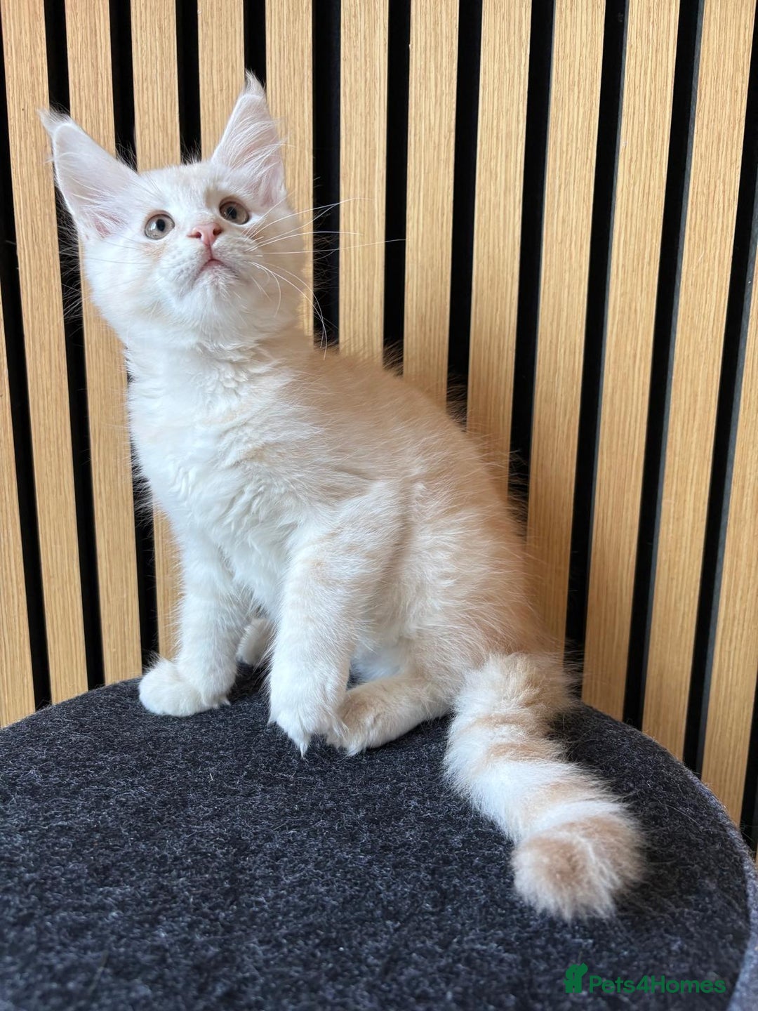 Maine Coon cats for sale: XL Maine Coon Kittens for Sale – TICA Reg - Advert 18