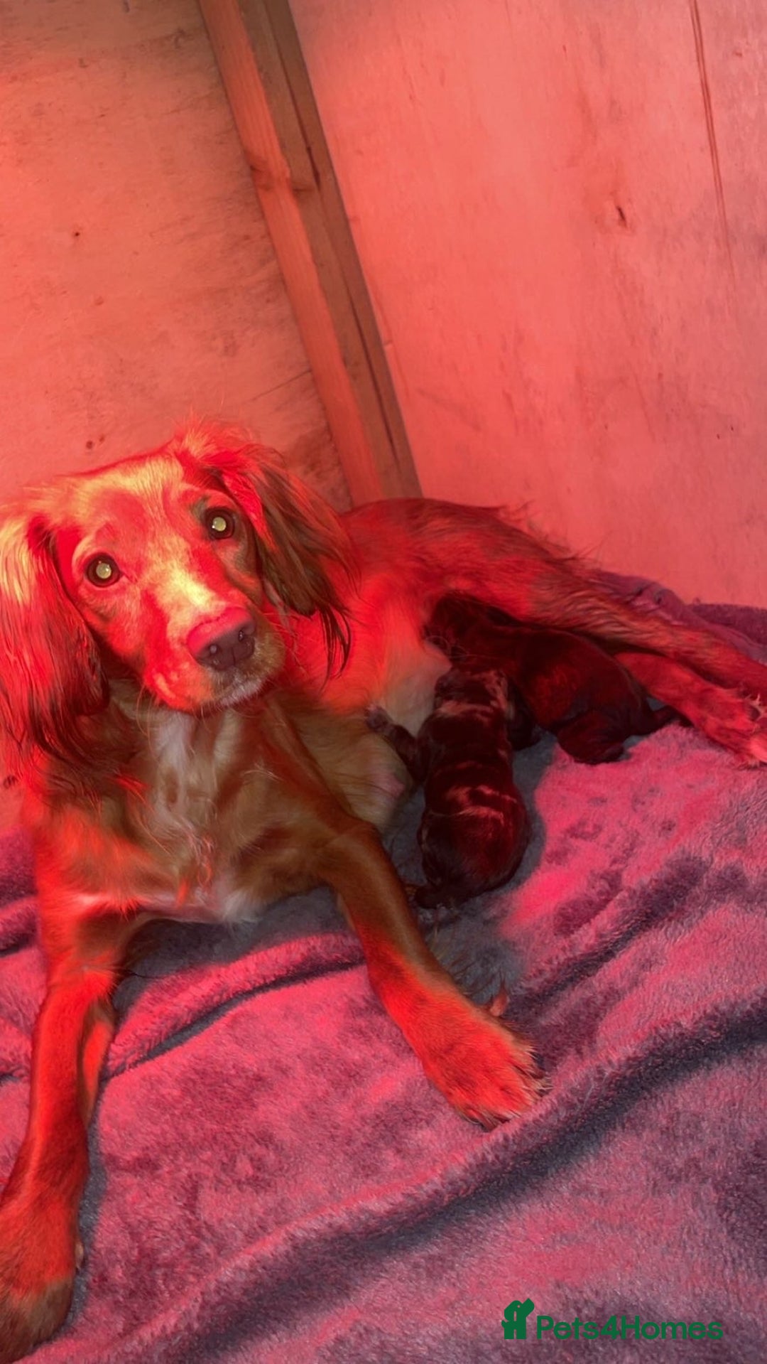 Cocker Spaniel dogs for sale: Beautiful cocker spaniels  - Advert 3