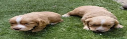 Cocker Spaniel dogs for sale: Working Cocker Spaniel puppies - Advert 10
