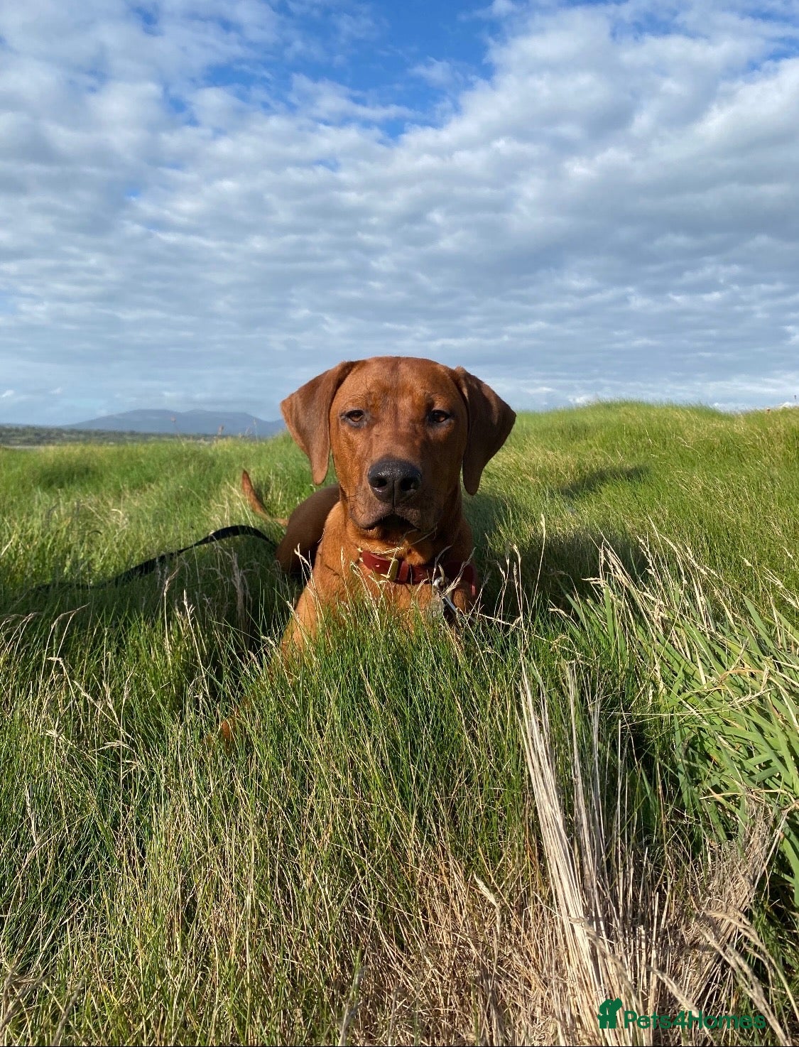 Rhodesian Ridgeback dogs European Champion Pedigree KC  - Advert 1