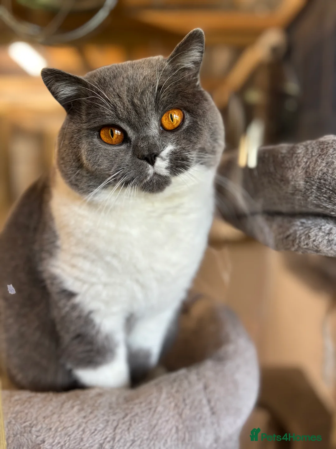 British Shorthair cats for stud: Stunning Reg Blue & White Bicolour for Stud  - Advert 1