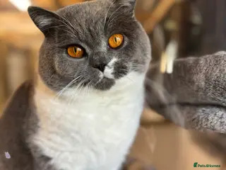 British Shorthair cats Stunning Reg Blue & White Bicolour for Stud - Advert 9