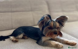 Yorkshire Terrier dogs for sale: ✨ Adorable Yorkshire Terrier Puppies  - Image 6