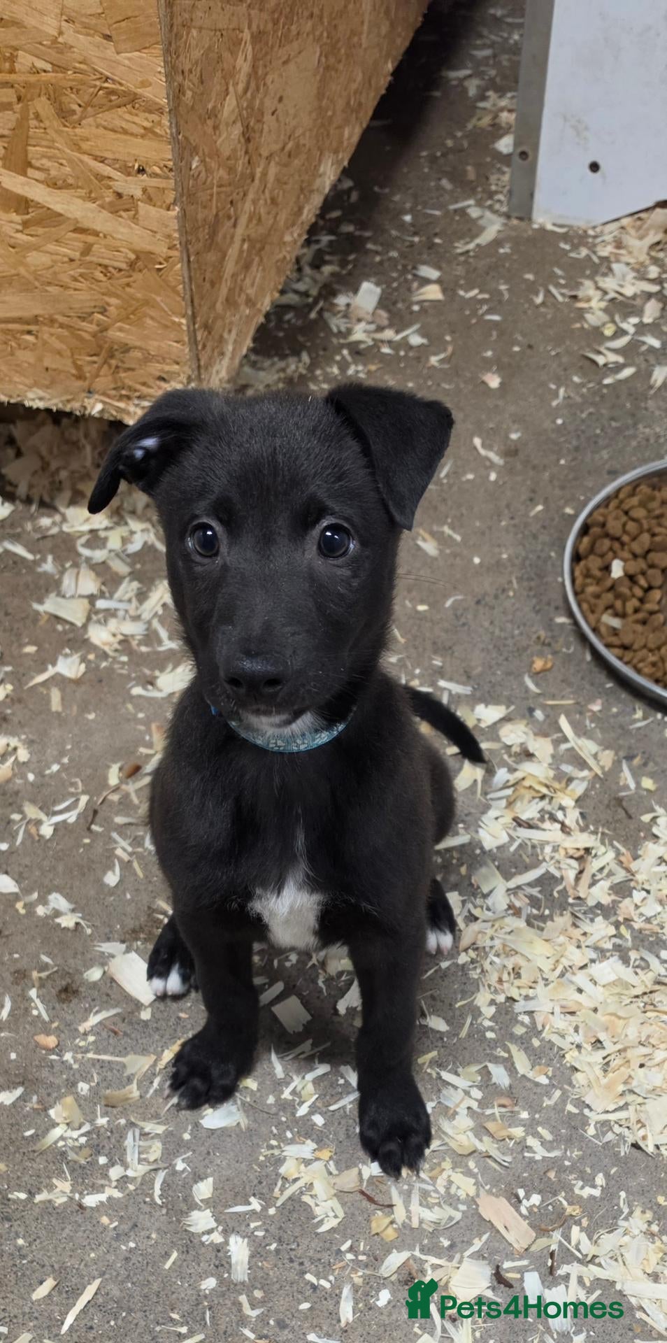 Mixed Breed dogs Working Lurcher Puppies ready now   - Advert 1