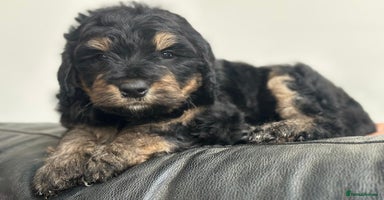 Bernedoodle dogs - Advert 8