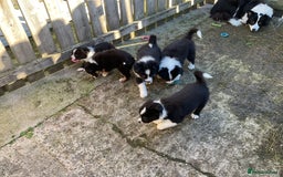 Border Collie dogs for sale: Border Collie puppies  - Image 23
