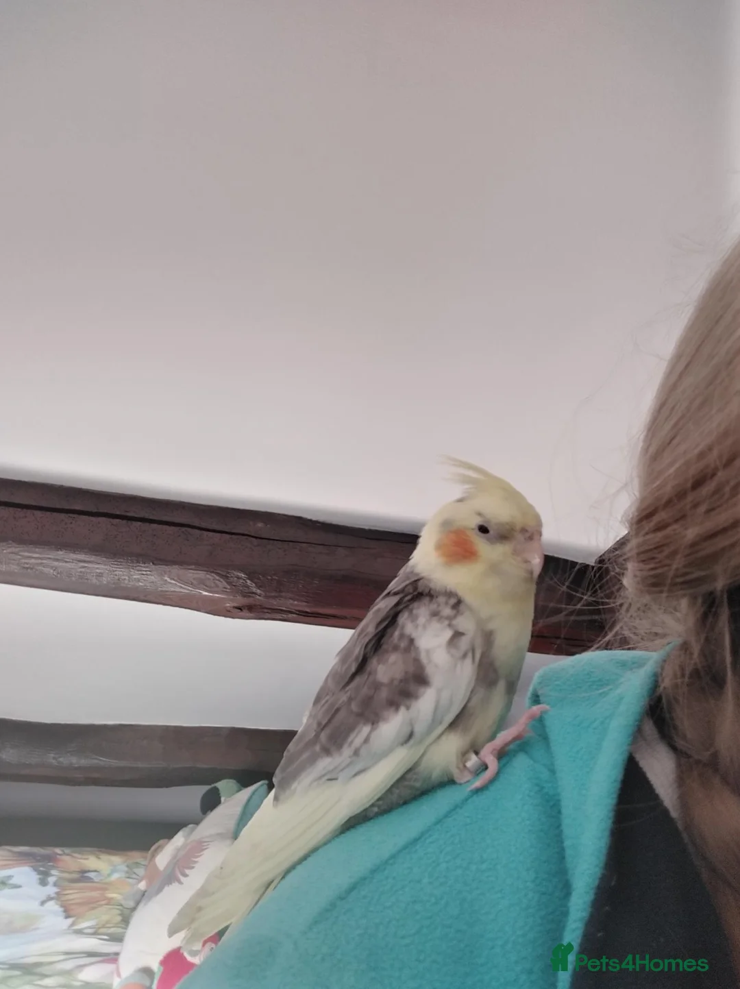 Cockatiels birds for sale: Hand tamed cockatiels parakeets DNA sexed male  - Advert 2