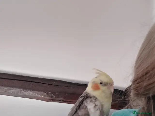 Cockatiels birds for sale: Hand tamed cockatiels parakeets DNA sexed male - Advert 2