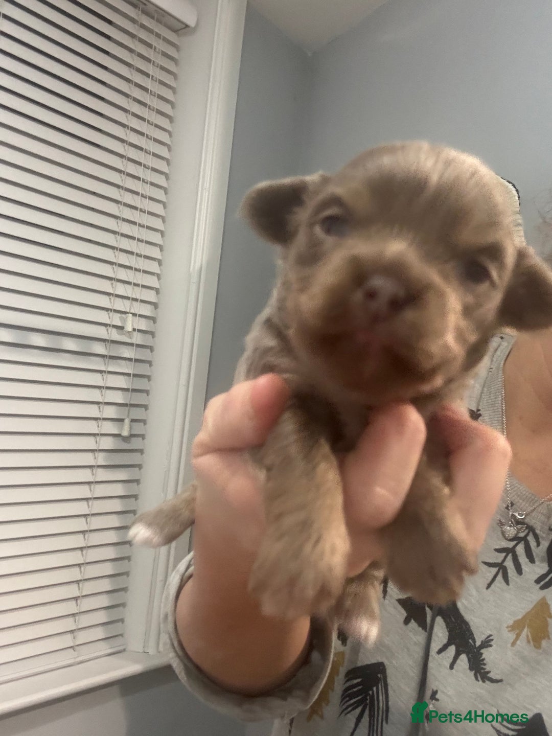 Chihuahua dogs for sale: Chihuahua pups - Advert 13