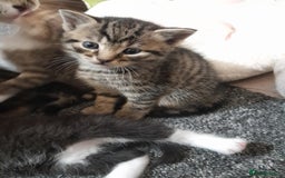 Mixed Breed cats for sale: Playful & cuddly Tabby-Bengal-Mix Kittens £200 - Image 17