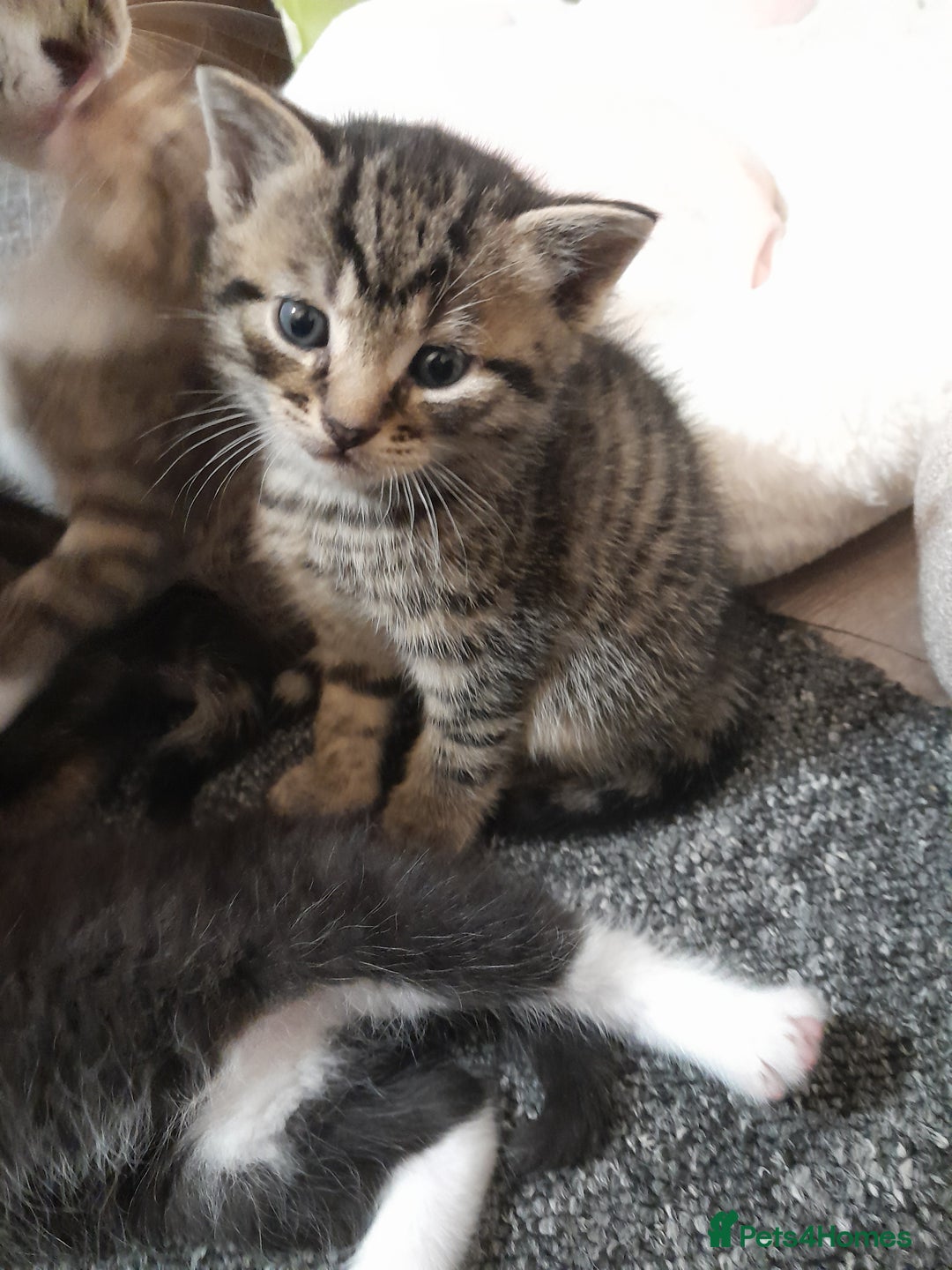 Mixed Breed cats for sale: Playful & cuddly Tabby-Bengal-Mix Kittens £200 - Image 17