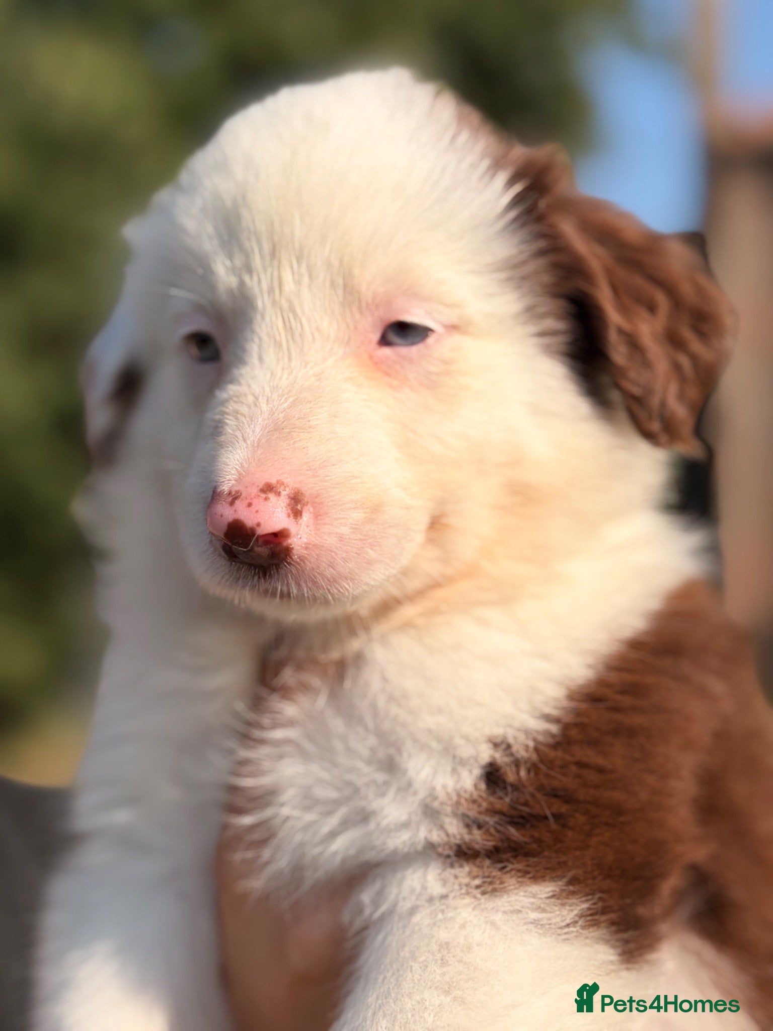 Border Collie dogs BEAUTIFUL BC PUPS, HEALTH TESTED CLEAR PARENTS  - Advert 1