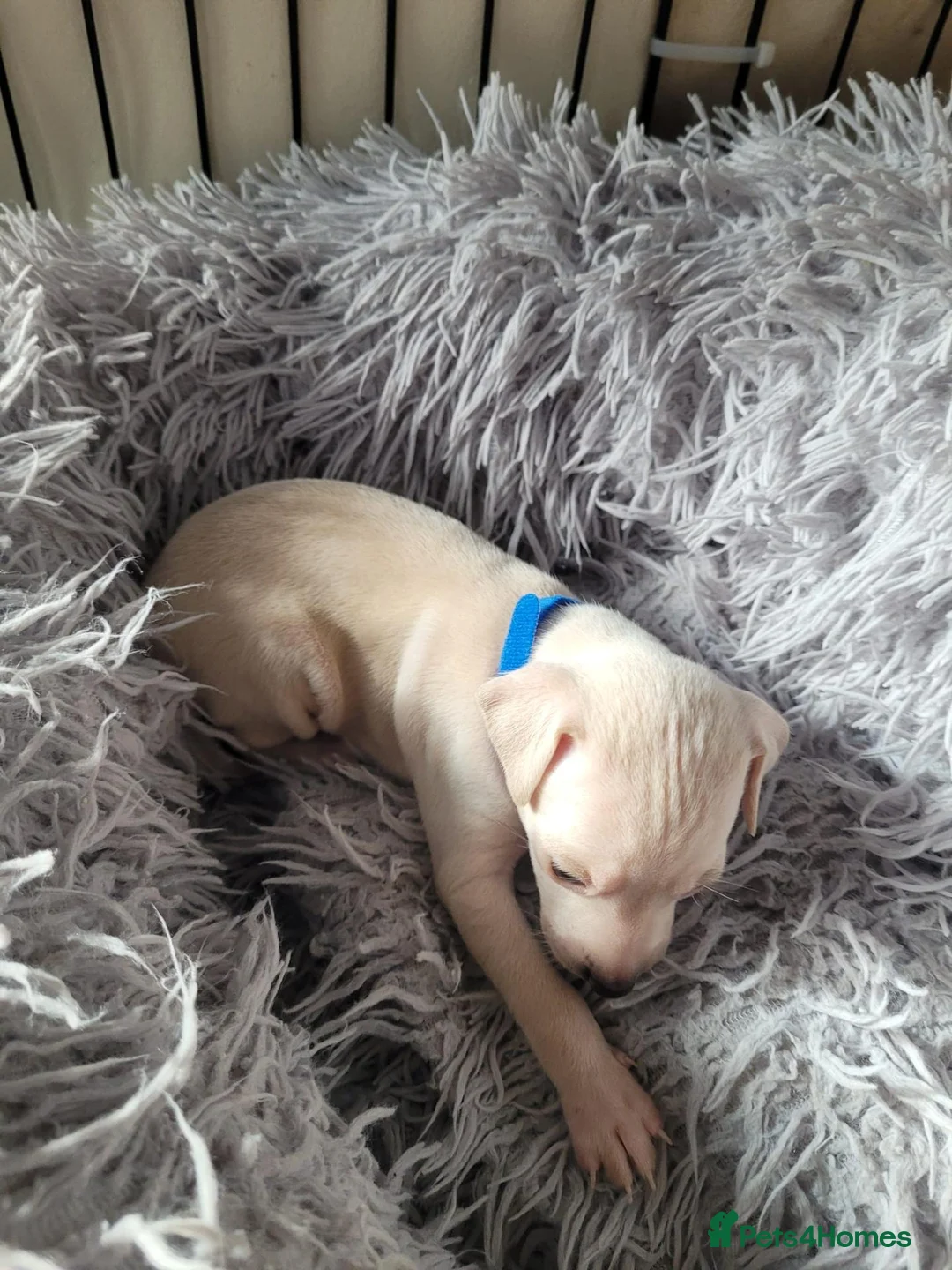Italian Greyhound dogs for sale: Italian greyhound  in Telford - Advert 2