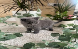 British Shorthair cats for sale: GCCF chunky blue British shorthair kittens😻🐾 - Image 2