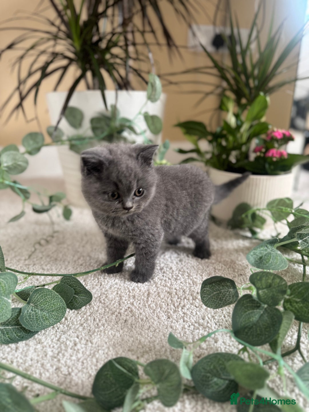 British Shorthair cats for sale: GCCF chunky blue British shorthair kittens😻🐾 - Image 2